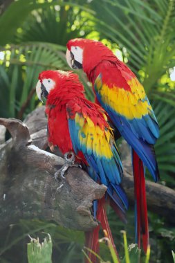 Meksika 'da kırmızı papağan papağanının yeşil doğal arka plana yakın portresi. Aşk papağanları