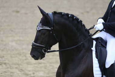 Açık havada bir binicilik atının portresi. Yarışma eğitiminde at portresinin yakın çekimi