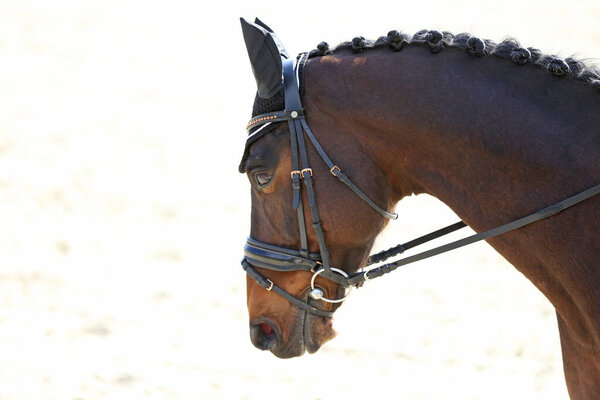 Портрет выездной спортивной лошади на открытом воздухе. Крупный план конного портрета во время тренировки