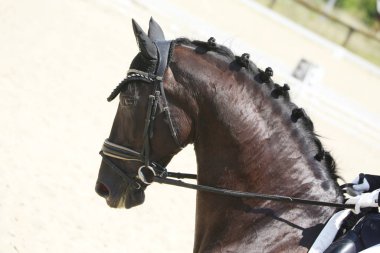 Açık havada bir binicilik atının portresi. Yarışma eğitiminde at portresinin yakın çekimi