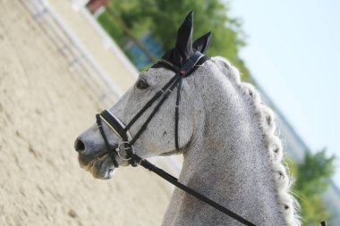 Açık havada bir binicilik atının portresi. Yarışma eğitiminde at portresinin yakın çekimi