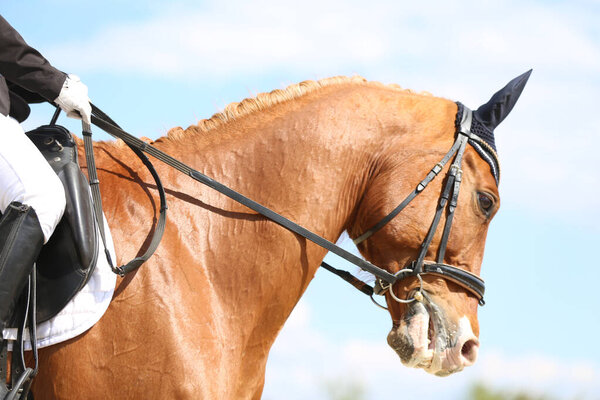 Портрет выездной спортивной лошади на открытом воздухе. Крупный план конного портрета во время тренировки