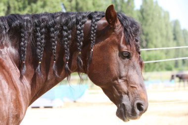Kırsal binicilik çiftliğinde poz veren güzel genç bir at. Dışarıdaki ağılda safkan bir atın portresi. Safkan bir evcil atın aşırı yakın çekimi. Binicilik hayatı