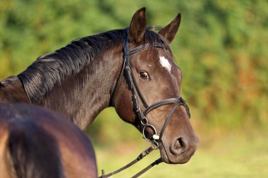 Extreme closeup portrait of a domestic saddle horse at sunset on a rural animal farm clipart