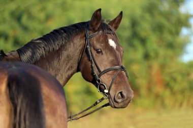 Kırsal bir hayvan çiftliğinde gün batımında evcil bir atın aşırı yakın plan portresi.
