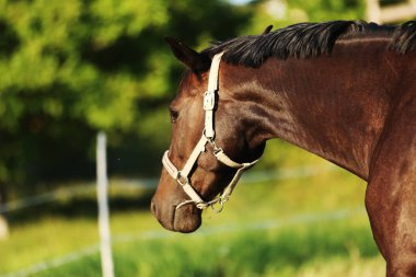 Kırsal bir hayvan çiftliğinde gün batımında evcil bir atın aşırı yakın plan portresi.