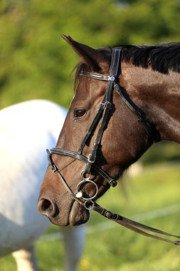 Kırsal bir hayvan çiftliğinde gün batımında evcil bir atın aşırı yakın plan portresi.