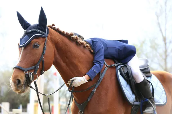 stock image Unknown horsegirl hugging a brown horse while in saddle after show jumping competition outdoors