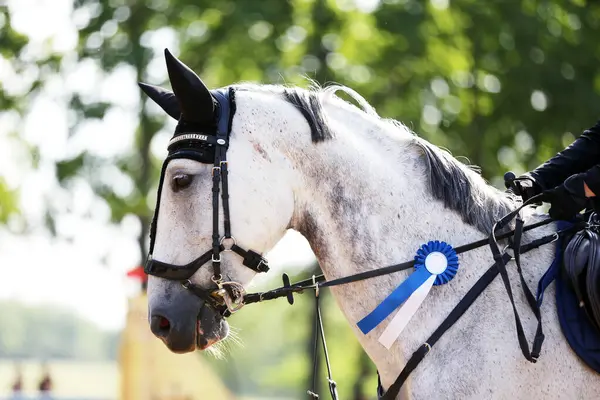 stock image Head of a show jumper horse with rosette of the winner in equestrian competition. Horse wearing ribbon during the winners event. Equestrian sports and victory. Riding a horse. Equestrian background.