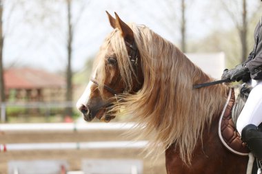 Yarışma sırasında binicilik gösterisinde atlayan atın portresi.