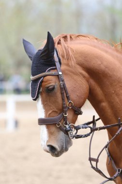 Yarışma sırasında binicilik gösterisinde atlayan atın portresi.