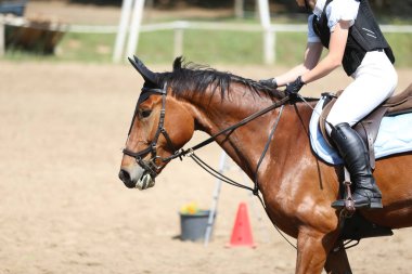 Yarışma sırasında binicilik gösterisinde atlayan atın portresi.