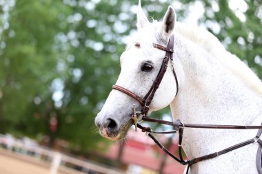 Yarışma sırasında binicilik gösterisinde atlayan atın portresi.