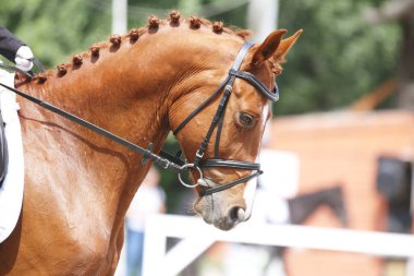 Yarışma sırasında binicilik gösterisinde atlayan atın portresi.