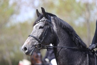 Yarışma sırasında binicilik gösterisinde atlayan atın portresi.