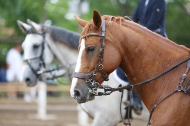 Yarışma sırasında binicilik gösterisinde atlayan atın portresi.