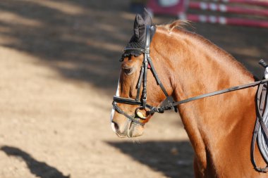 Yarışma sırasında binicilik gösterisinde atlayan atın portresi.