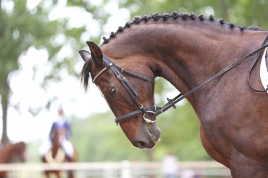 Yarışma sırasında binicilik gösterisinde atlayan atın portresi.