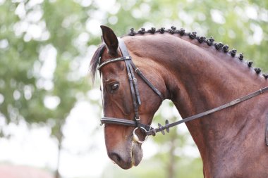 Yarışma sırasında binicilik gösterisinde atlayan atın portresi.