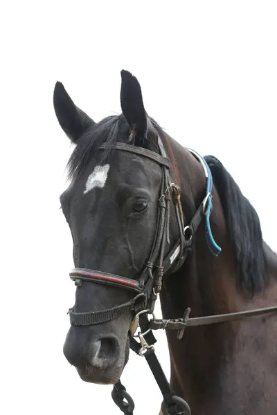 stock image Portrait close up of showjumper horse at equestrian show jumping during competition event