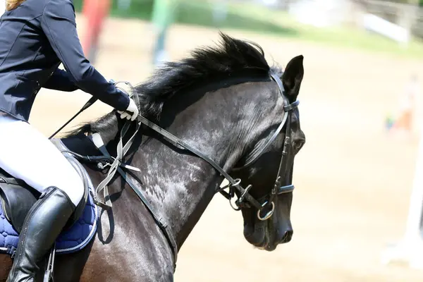 stock image Portrait close up of showjumper horse at equestrian show jumping during competition event