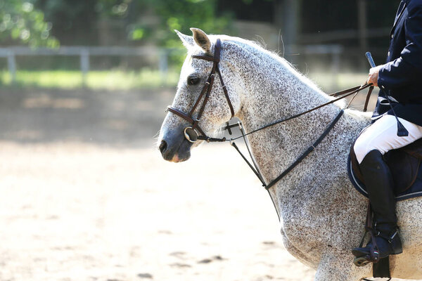 Портрет крупным планом лошади-шоуджампера на скачках во время соревнований