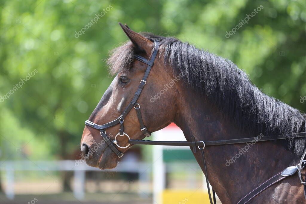 Portrait close up of showjumper horse at equestrian show jumping during competition event