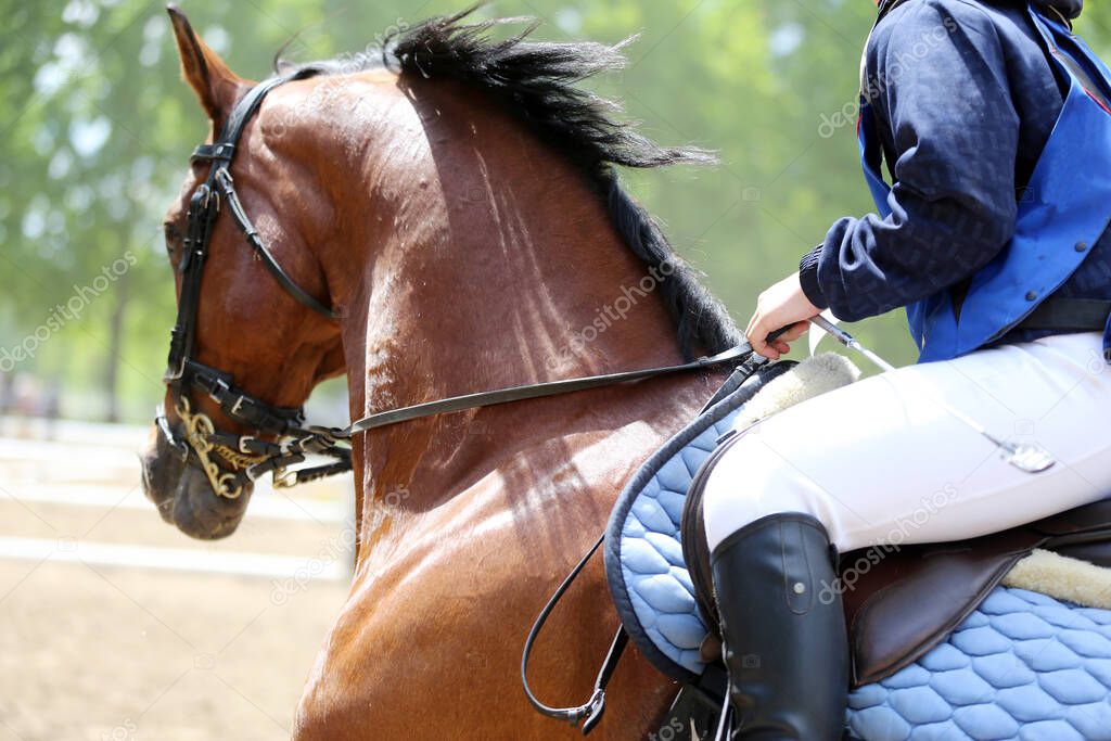 Portrait close up of showjumper horse at equestrian show jumping during competition event