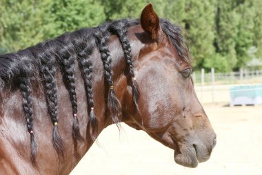 Yazın kırsal bir hayvan çiftliğinde genç bir evcil atın aşırı yakın plan portresi. Binicilik arkaplanı.