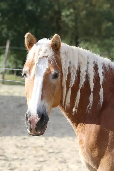 stock image Extreme closeup portrait of a young domestic saddle horse  on a rural animal farm summertime. Equestrian background.