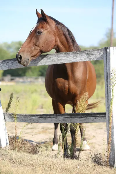 stock image Extreme closeup portrait of a young domestic saddle horse  on a rural animal farm summertime. Equestrian background.