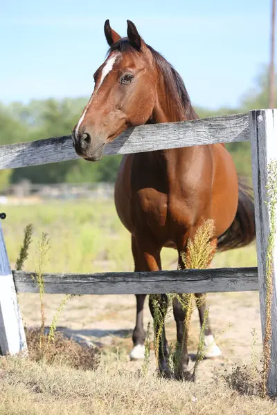 stock image Extreme closeup portrait of a young domestic saddle horse  on a rural animal farm summertime. Equestrian background.