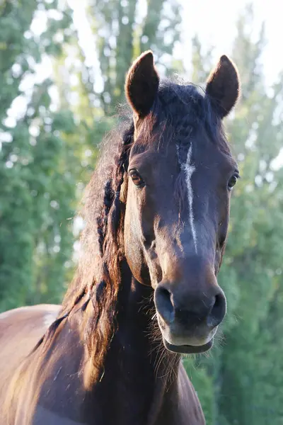 stock image Extreme closeup portrait of a young domestic saddle horse  on a rural animal farm summertime. Equestrian background.