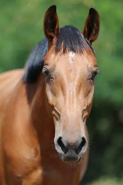 stock image Extreme closeup portrait of a young domestic saddle horse  on a rural animal farm summertime. Equestrian background.