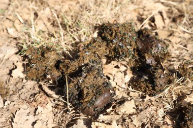 Natural fertilizer pile of horse manure on a rural pasture. Fresh and smelly horse manure  droppings with many flies on the animal farm. Equestrian background clipart