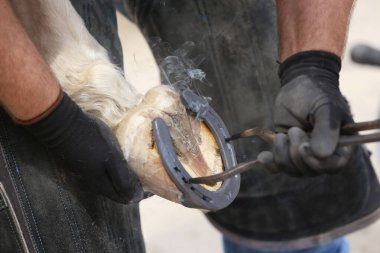 Farrier atın toynağına uyuyor. Hayvan çiftliğinde binicilik hayatı. Çiftlikteki demirci ata at nalı takıyor.