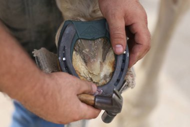 Farrier atın toynağına uyuyor. Hayvan çiftliğinde binicilik hayatı. Çiftlikteki demirci ata at nalı takıyor.