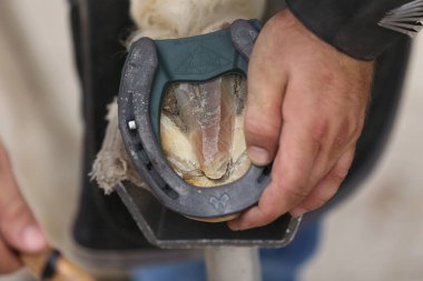 Farrier atın toynağına uyuyor. Hayvan çiftliğinde binicilik hayatı. Çiftlikteki demirci ata at nalı takıyor.