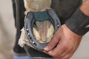 Farrier atın toynağına uyuyor. Hayvan çiftliğinde binicilik hayatı. Çiftlikteki demirci ata at nalı takıyor.