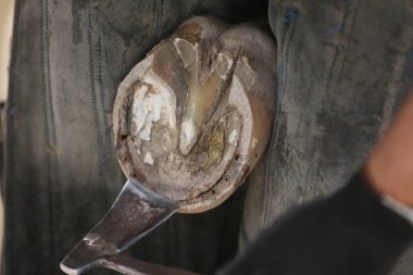 Farrier fits the horseshoe on the horse's hoof. Equestrian life outdoors at animal farm. Blacksmith on the ranch putting horse shoes on a horse clipart