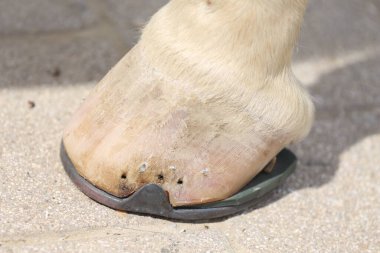 Farrier atın toynağına uyuyor. Hayvan çiftliğinde binicilik hayatı. Çiftlikteki demirci ata at nalı takıyor.