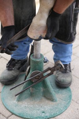 Farrier atın toynağına uyuyor. Hayvan çiftliğinde binicilik hayatı. Çiftlikteki demirci ata at nalı takıyor.