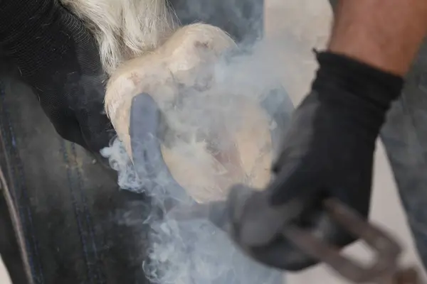 stock image Farrier fits the horseshoe on the horse's hoof. Equestrian life outdoors at animal farm. Blacksmith on the ranch putting horse shoes on a horse