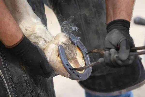 stock image Farrier fits the horseshoe on the horse's hoof. Equestrian life outdoors at animal farm. Blacksmith on the ranch putting horse shoes on a horse