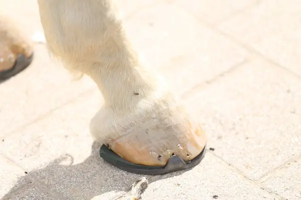 stock image Farrier fits the horseshoe on the horse's hoof. Equestrian life outdoors at animal farm. Blacksmith on the ranch putting horse shoes on a horse