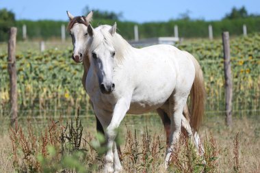 Çayırda dörtnala koşan güzel bir tay. Yaz sabahı tarım sahnesinde çayırlarda dört nala koşan genç aygırlar.