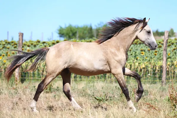 stock image Beautiful foal galloping outdoor in pasture. Young sport stallions galloping on meadow during summer morning agricultural farm scene