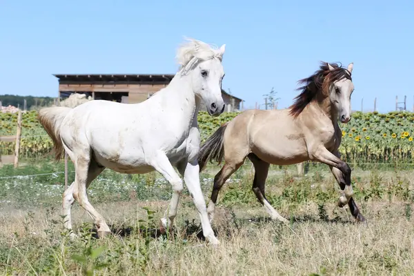 stock image Beautiful foal galloping outdoor in pasture. Young sport stallions galloping on meadow during summer morning agricultural farm scene