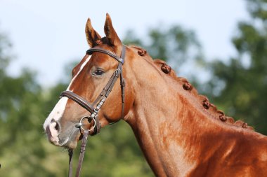 Extreme closeup of a domestic saddle horse on a rural animal farm. Portrait of an angloarabian chestnut colored stallion against green natural background clipart