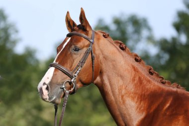 Extreme closeup of a domestic saddle horse on a rural animal farm. Portrait of an angloarabian chestnut colored stallion against green natural background clipart